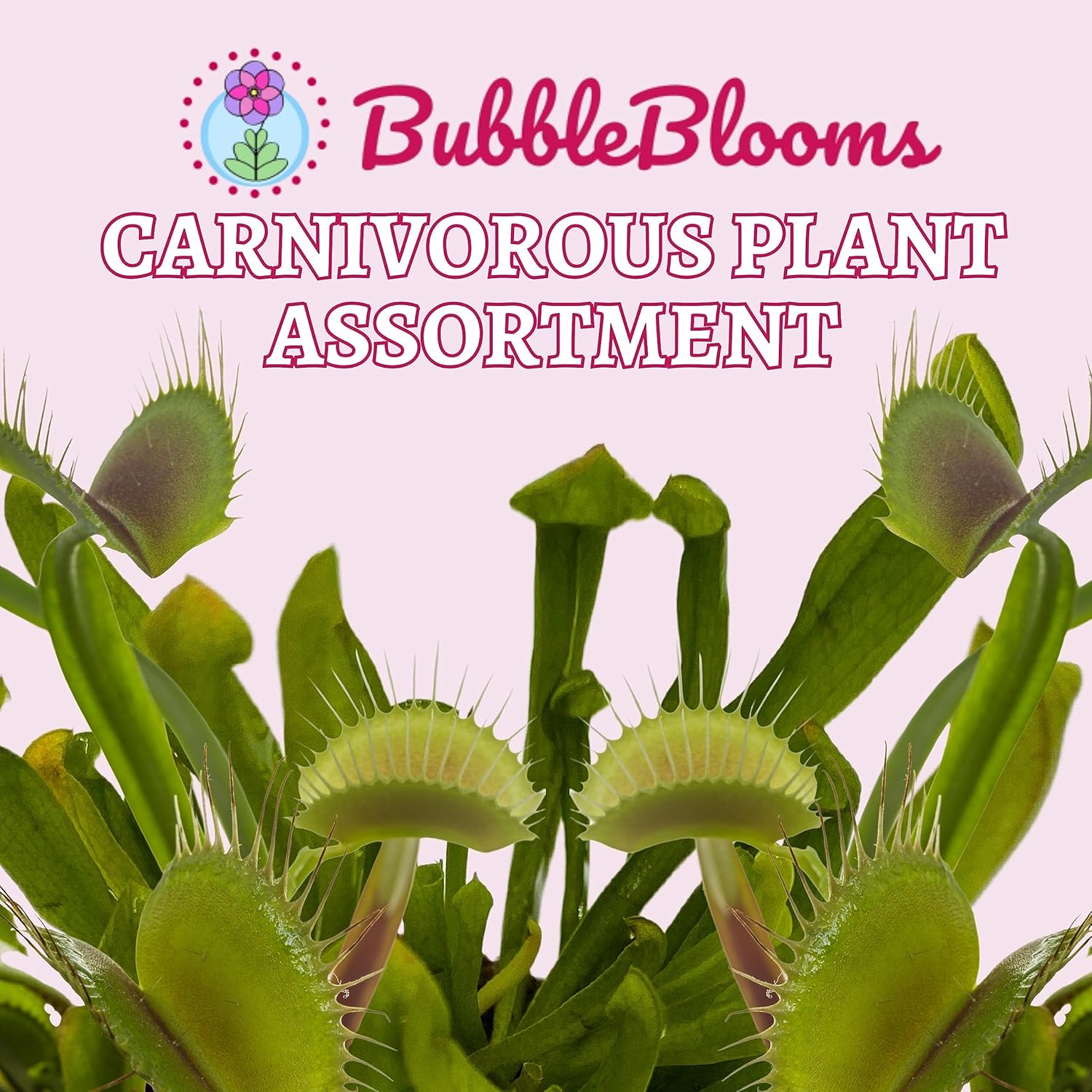 Carnivorous Plant Assortment Set, 5 Live Plants in 2 Inch Pots W4876