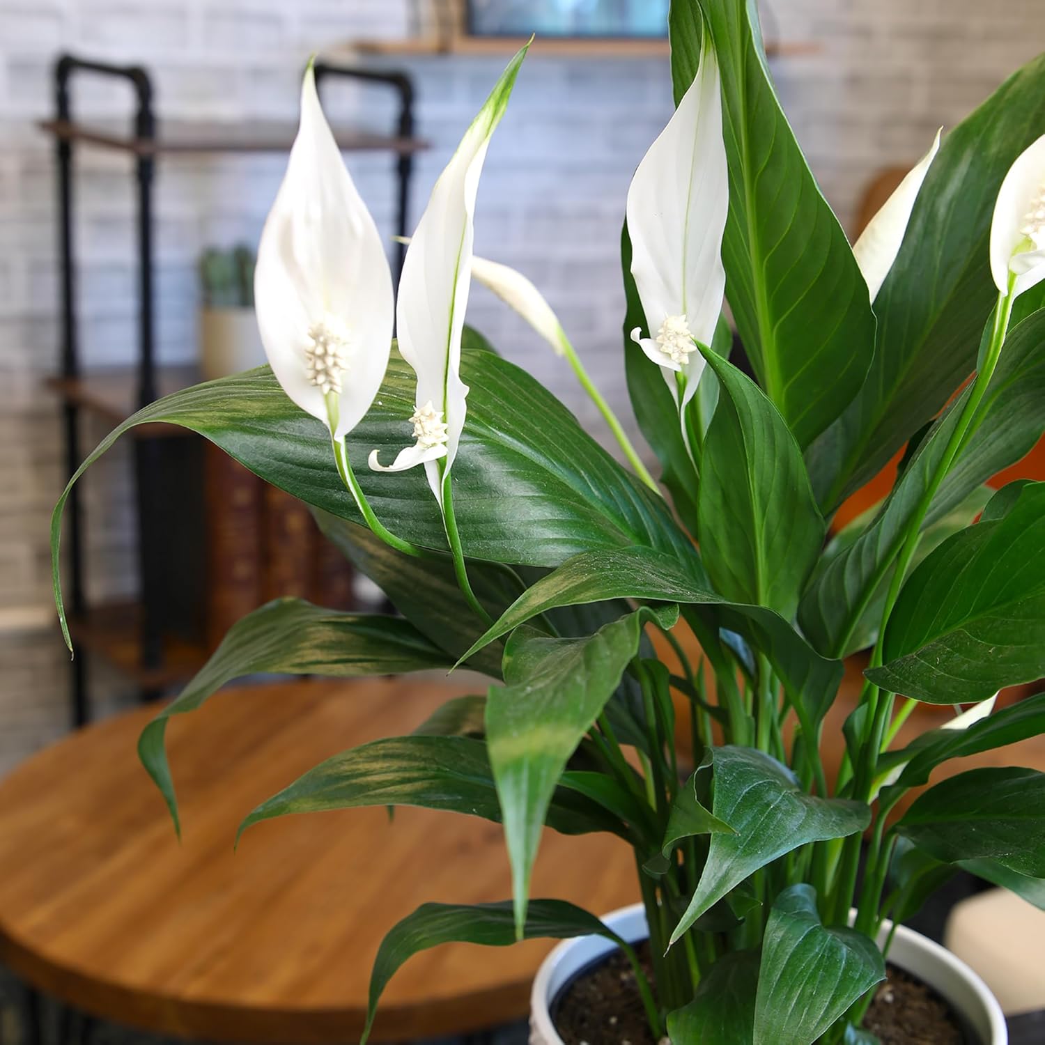 Peace Lily Plant in White 6 Inch Pot, Live Houseplant for Office and Low Light E57814