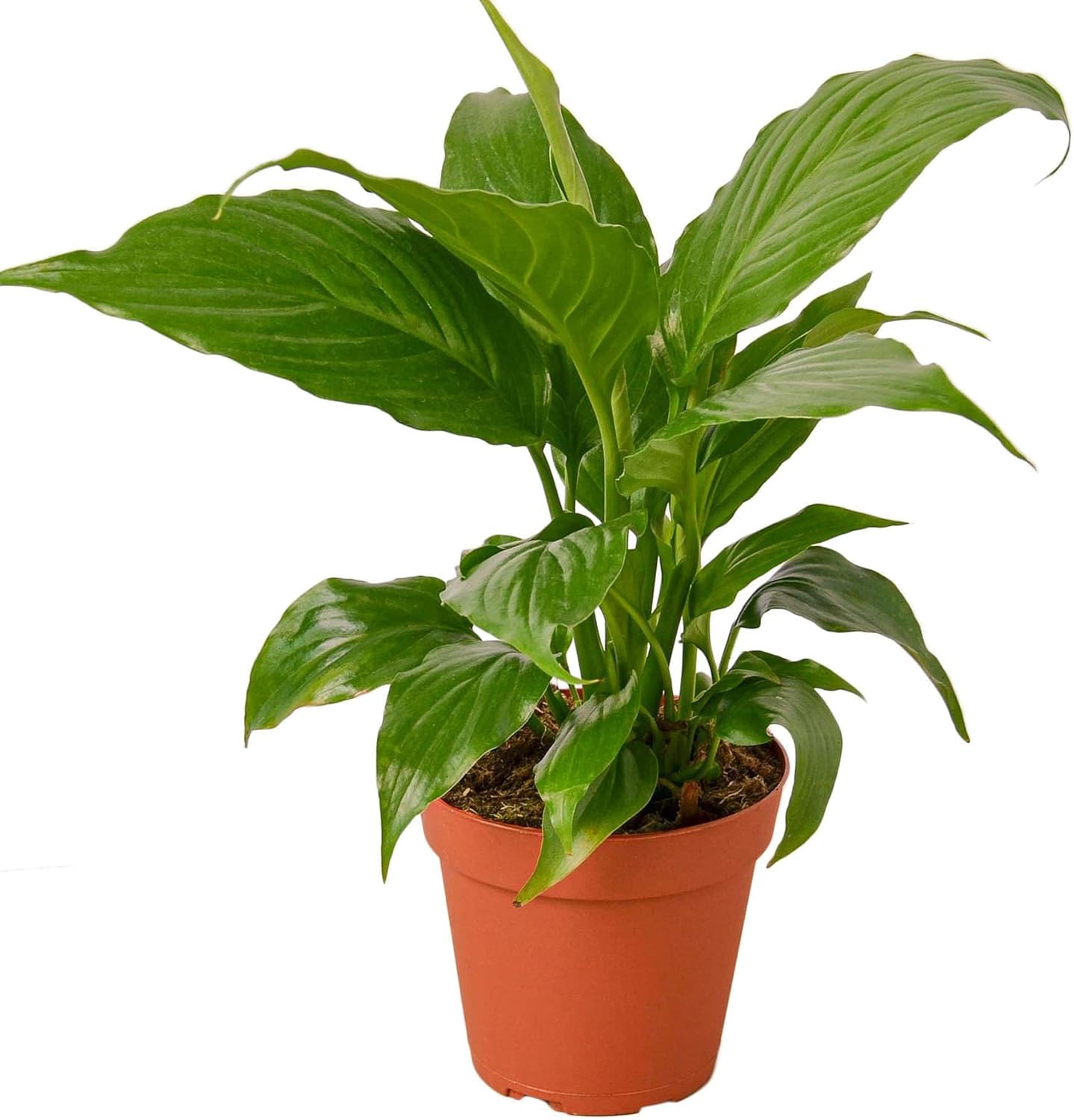 Spathiphyllum 'Peace Lily' Live Plant for Indoor | Different Houseplants in 4'' & 6'' Pot | Real House Plant Decor for Living Room, Office, Desk & Bathroom | Peace Lily | Spathiphyllum