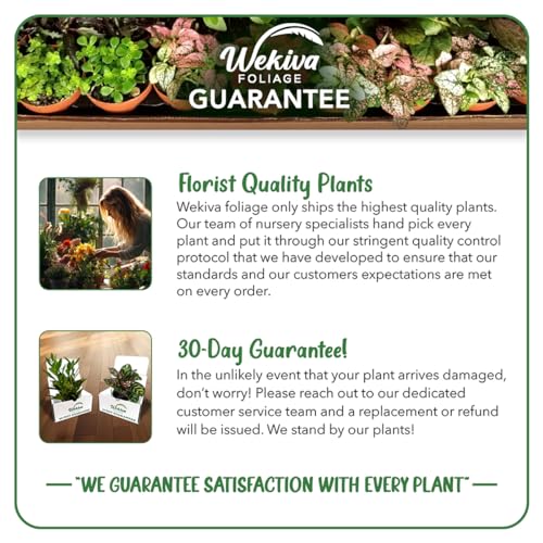 Peace Lily Live Starter Plant in 4 Inch Pot, Low Maintenance Indoor Houseplant L72714