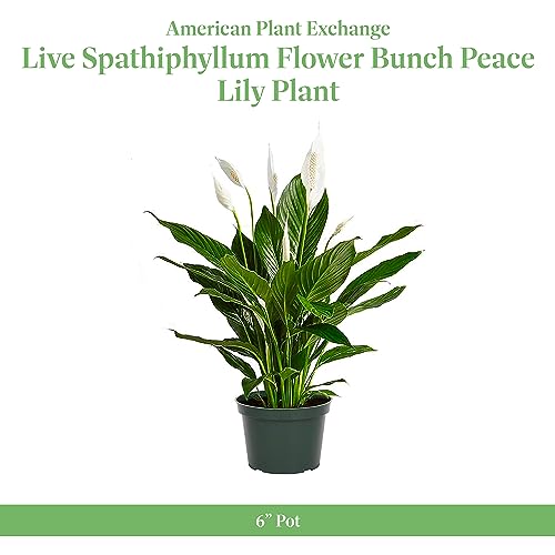 Peace Lily Live Plant, 6-Inch Pot, Indoor Air Purifier U86597