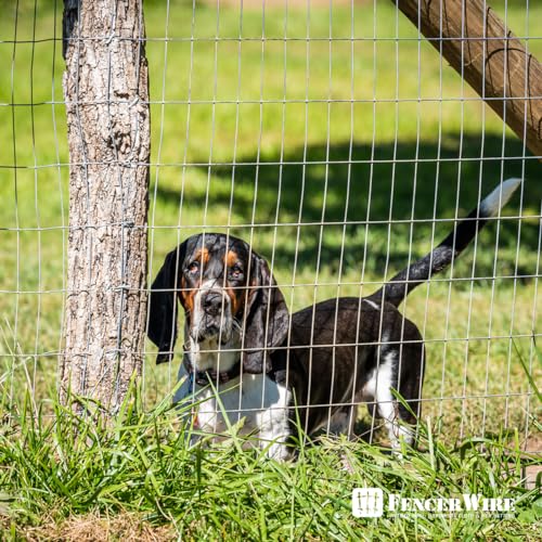 Galvanized Welded Wire Mesh 2x4 Inch D512