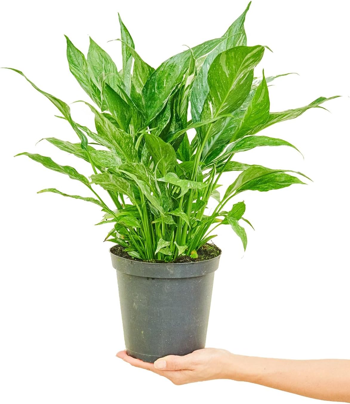 Variegated Peace Lily in 6" Pot J445678