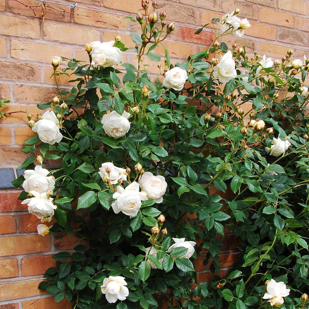 White Rose Bush Live Plant for Outdoor Planting U520575