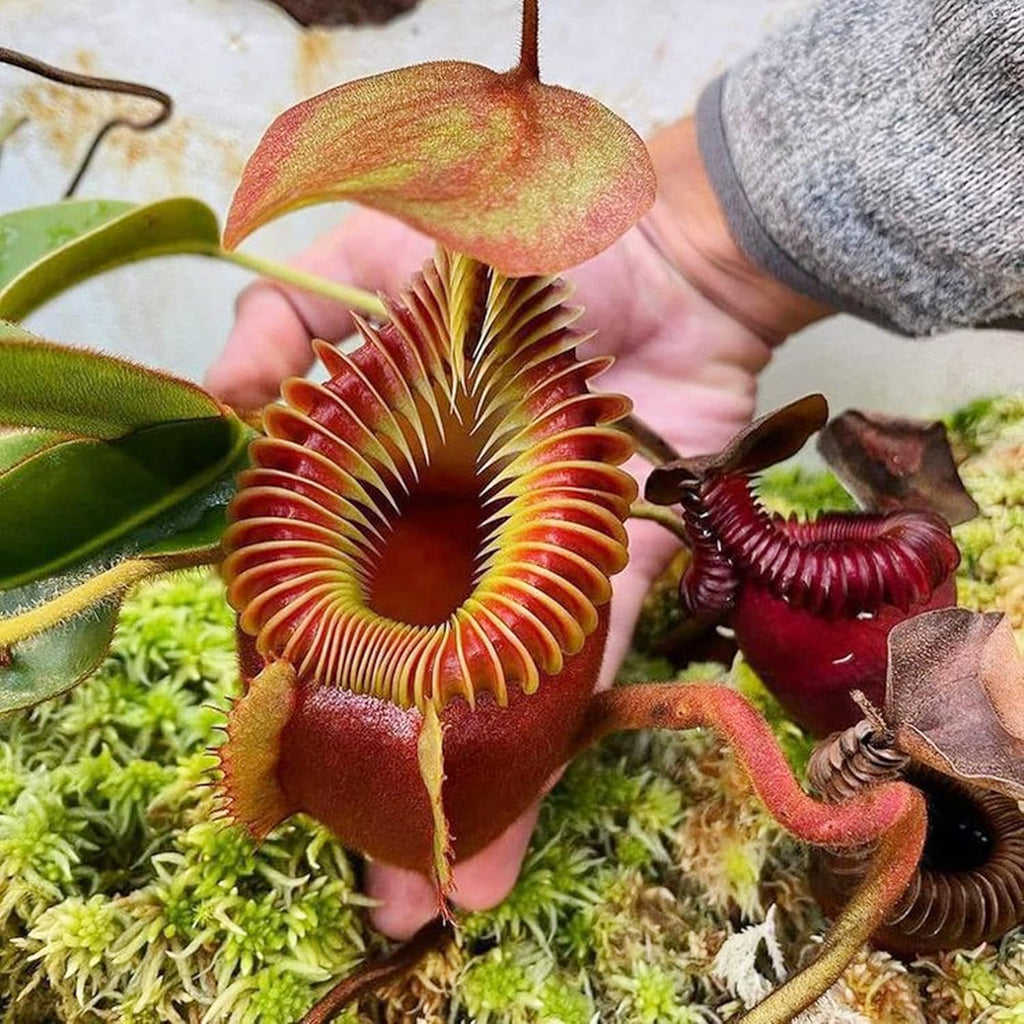 Giant Tropical Pitcher Plant Seeds, Carnivorous Houseplant D87677