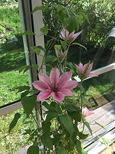 Clematis Pink Fantasy Live Plant in 4 Inch Growers Pot U623