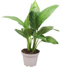 Spathiphyllum Peace Lily | 2.5 inch | Tropical Ambiance