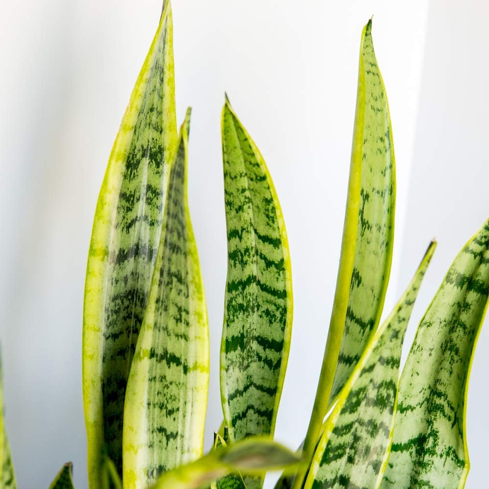 Snake Plant Sansevieria 16in Tall in 6in Grower's Pot T31398