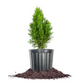 PERFECT PLANTS Emerald Green Arborvitae in 3 Gal. Grower's Pot | Low Maintenance Privacy Hedge Plant | Fast Growing Hardy Evergreen