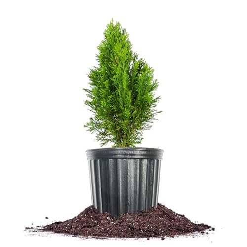 PERFECT PLANTS Emerald Green Arborvitae in 3 Gal. Grower's Pot | Low Maintenance Privacy Hedge Plant | Fast Growing Hardy Evergreen
