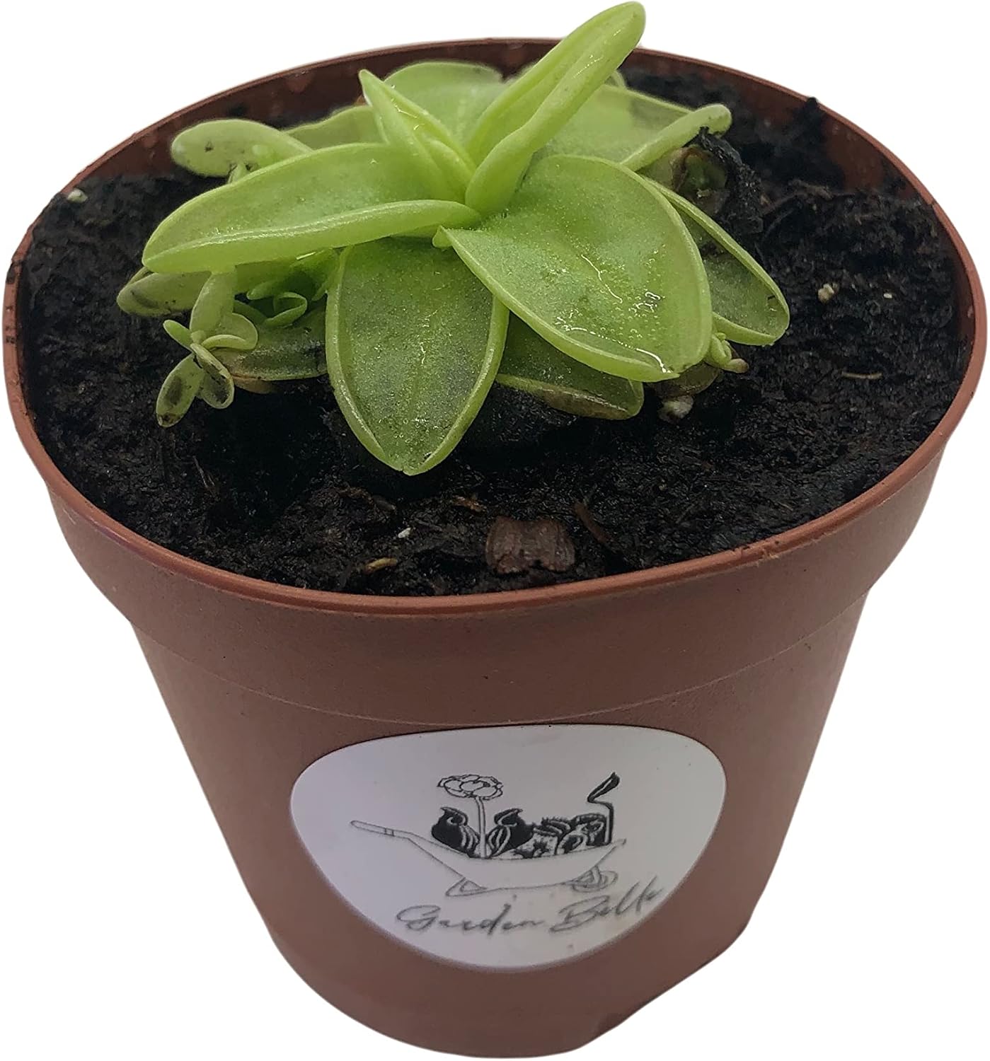 Butterwort (Pinguicula) Carnivorous Plant in 2" Pot (SMALL)