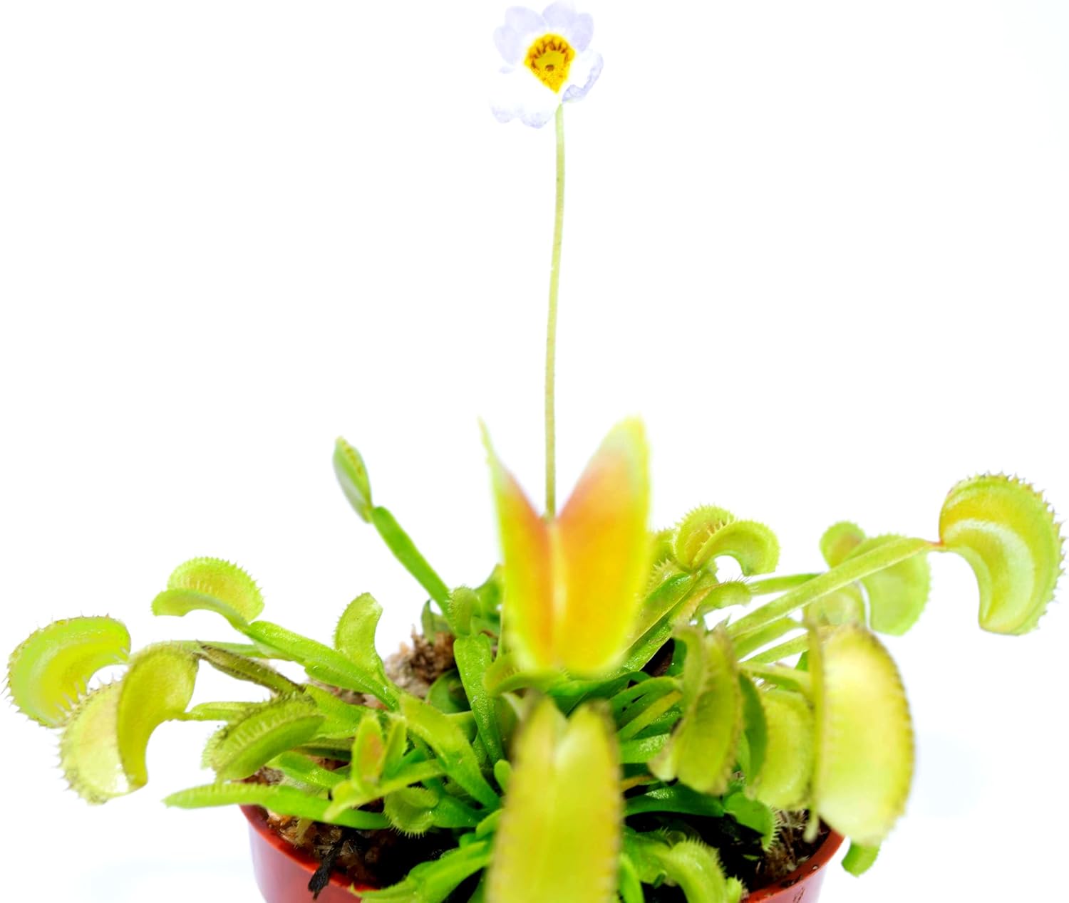 Venus Flytrap Butterwort Combo Live Carnivorous Plants H750