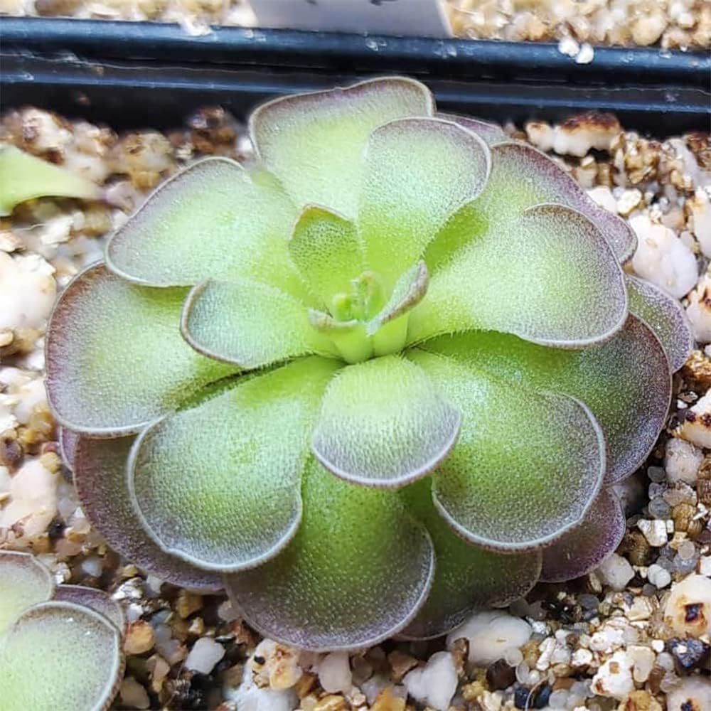 Mexican Butterwort Carnivorous Plant Seeds N780477