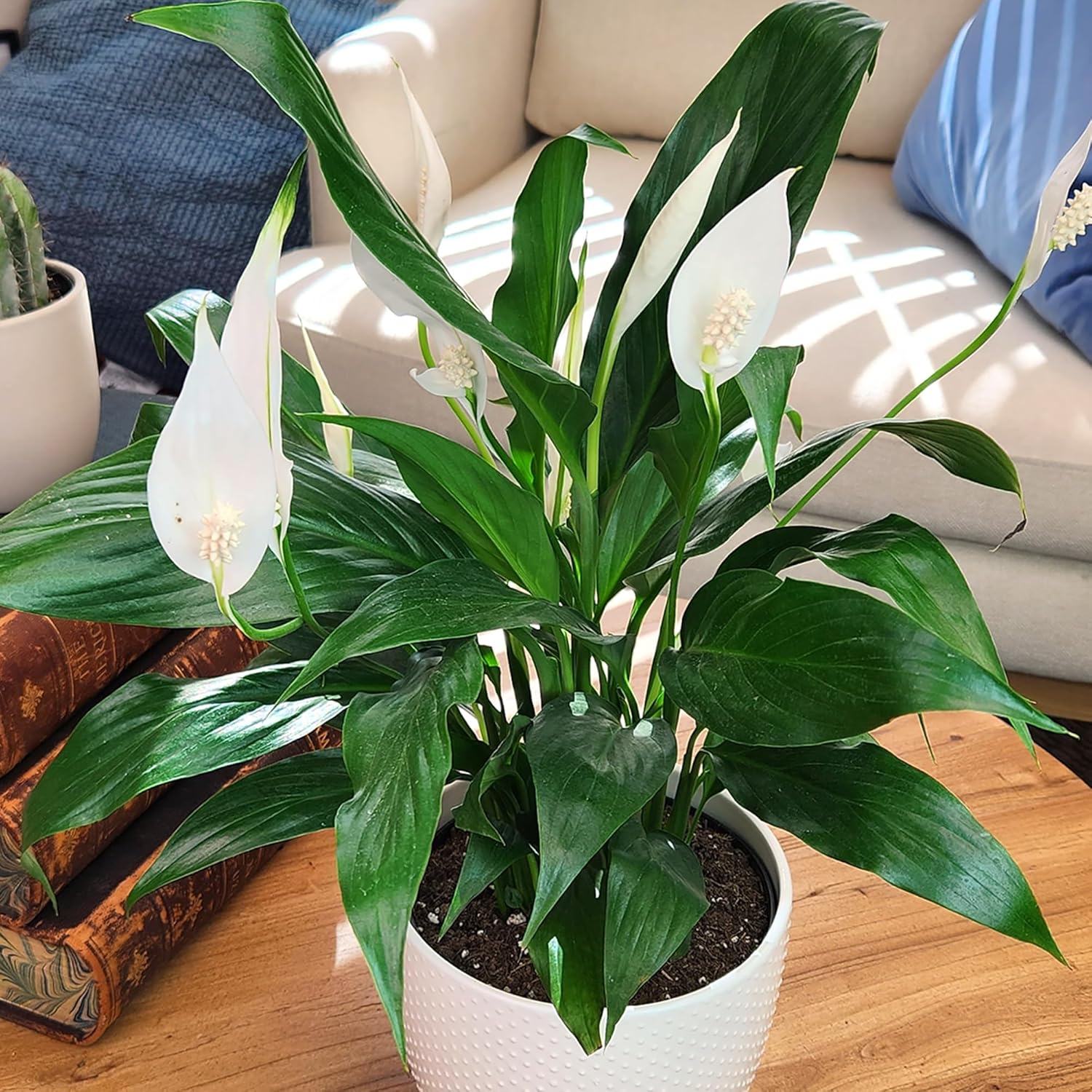 Peace Lily Plant in White 6 Inch Pot, Live Houseplant for Office and Low Light E57814