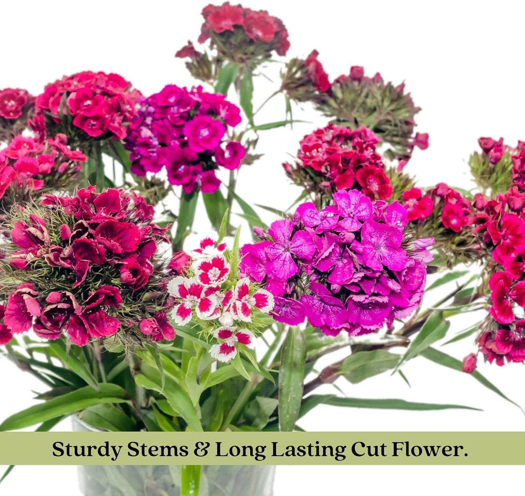 Dianthus Firewitch Live Plants in 4 Inch Pots, Pink Flowers L9668