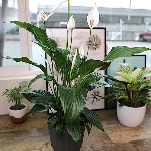 Peace Lily in 6 Inch Pot, Indoor Live Houseplant, Low Light V857
