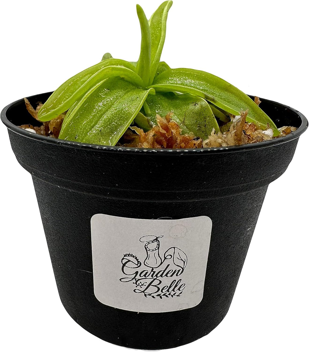 Carnivorous Butterwort Plant in 3" Pot W464