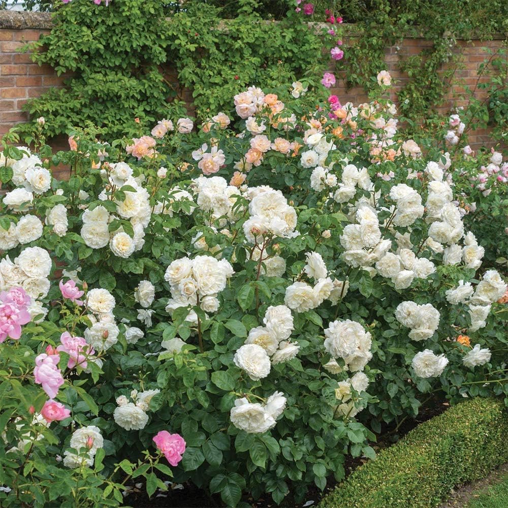 White Rose Bush Live Plant for Planting Outdoors F729