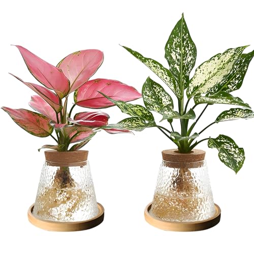Desktop Plant Terrarium with Wood Lid, Glass Propagation Station D659