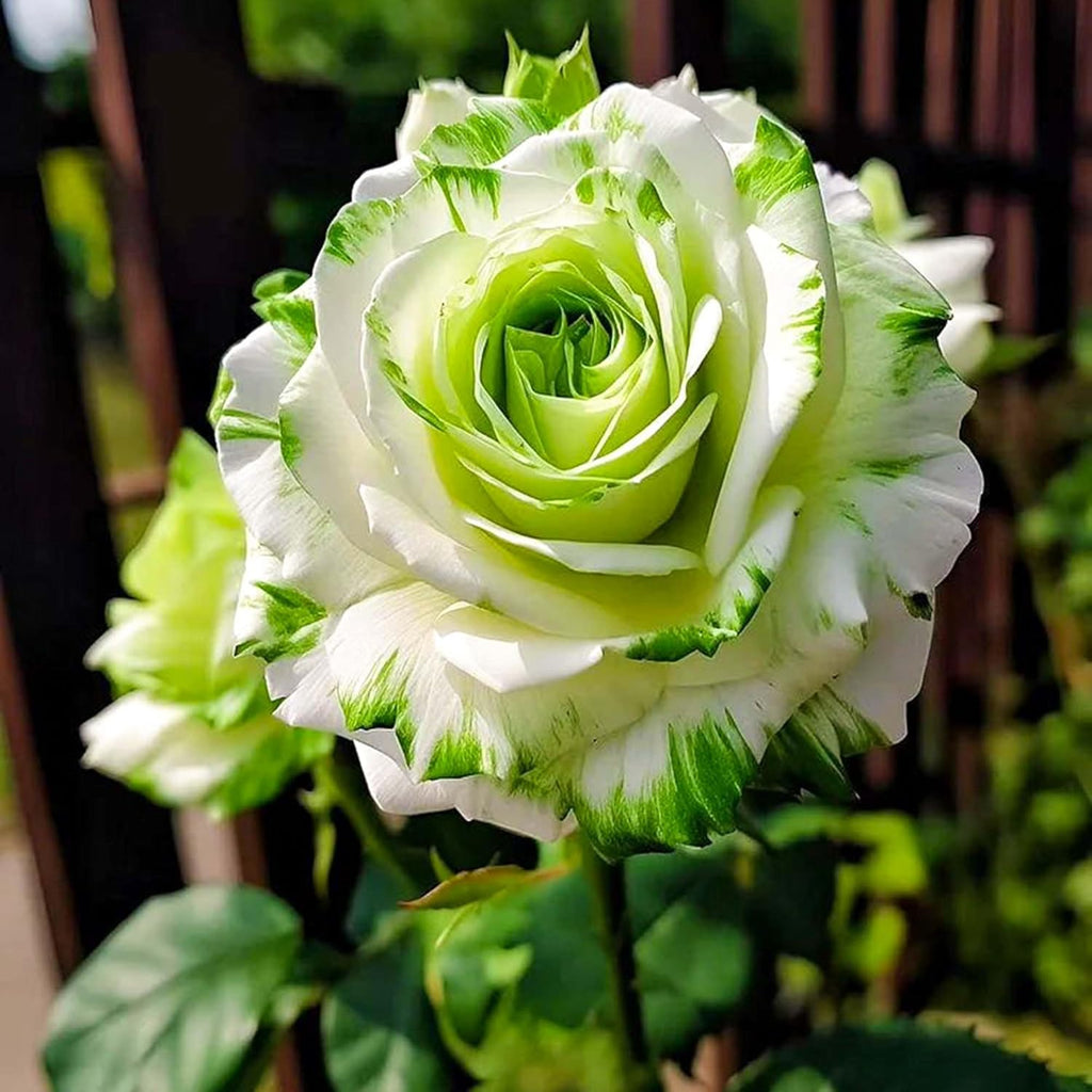 100+ Rare Twin Color Roses Seeds for Planting, Hybrid Green White Rare Rose, Perennial Shrub