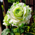 100+ Rare Twin Color Roses Seeds for Planting, Hybrid Green White Rare Rose, Perennial Shrub