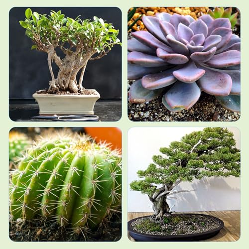 Bonsai Soil Mix, Fast Draining Organic Potting Mix J925