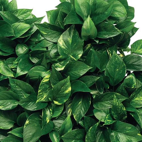 Plant Food Fertilizer Spikes for Indoor Flowering Houseplants, 50 Count U16722