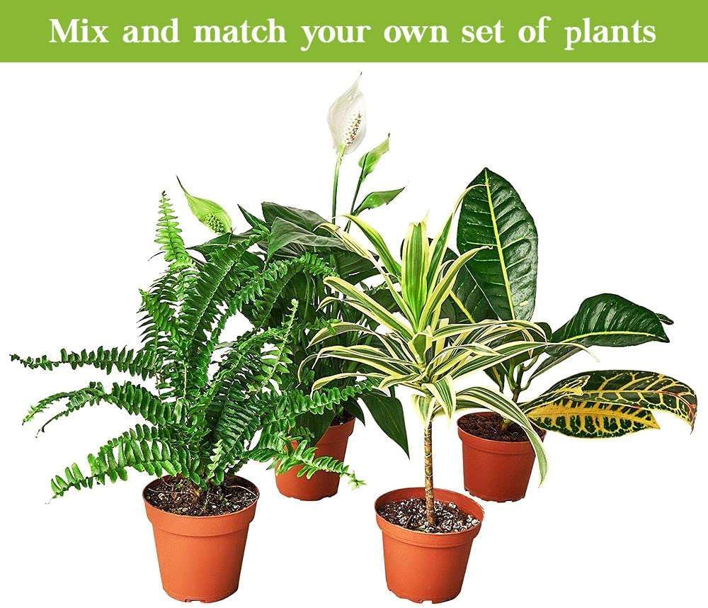 Peace Lily Live Plant in 4" & 6" Pot for Indoor Decor Q925