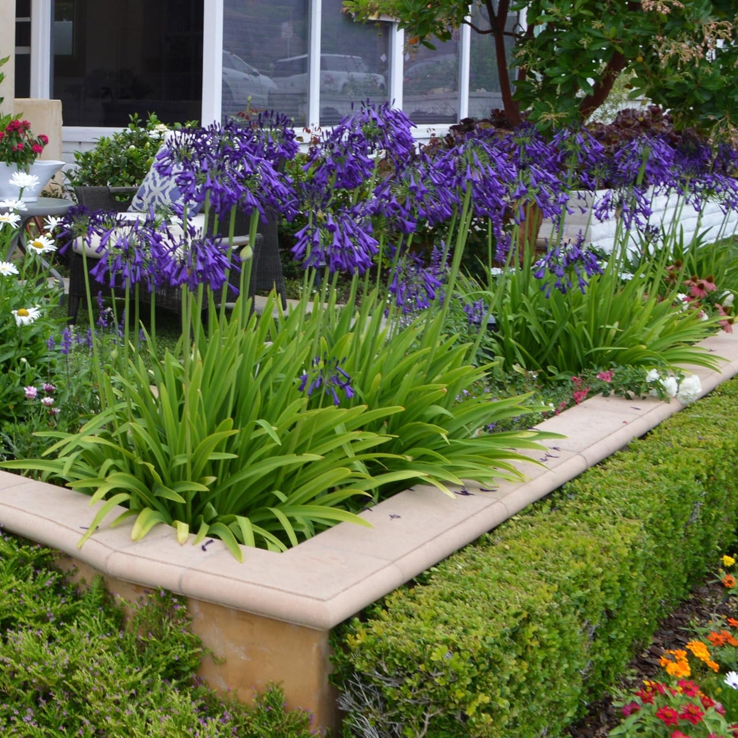 Purple Agapanthus Plant, 1 Gallon L8235