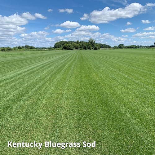Blue Panther Kentucky Bluegrass Grass Seed - Cool Season Lawn Seed (25 lb) E69675
