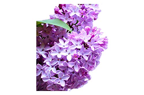 Lilac Bush Live Plant 1-2 Feet Tall N517881
