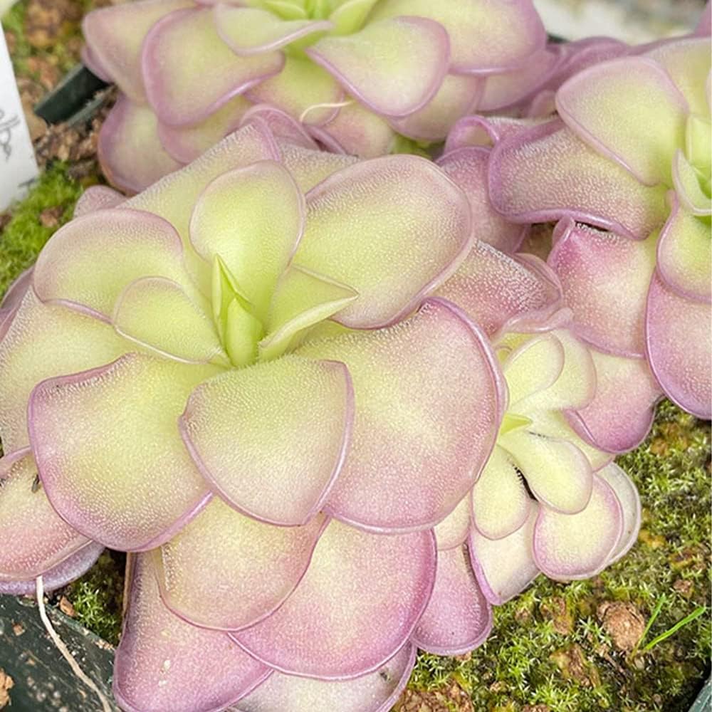 Mexican Butterwort Carnivorous Plant Seeds N780477