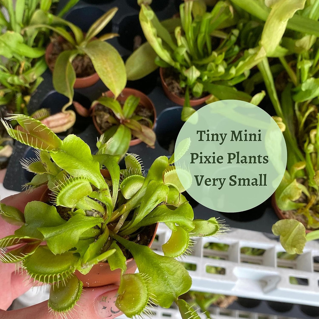 Carnivorous Plant Assortment Set, 5 Live Plants in 2 Inch Pots W4876