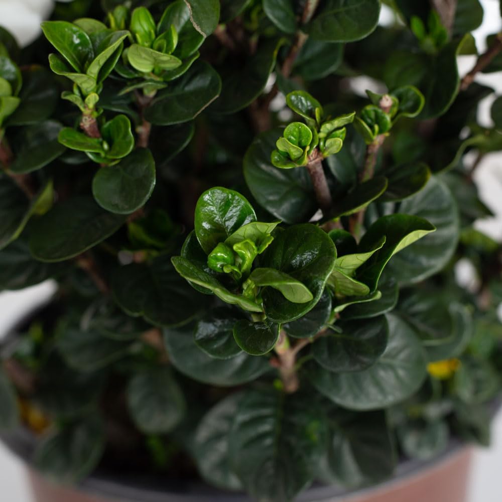 Diamond Spire Gardenia 2.5 Quart, White K794