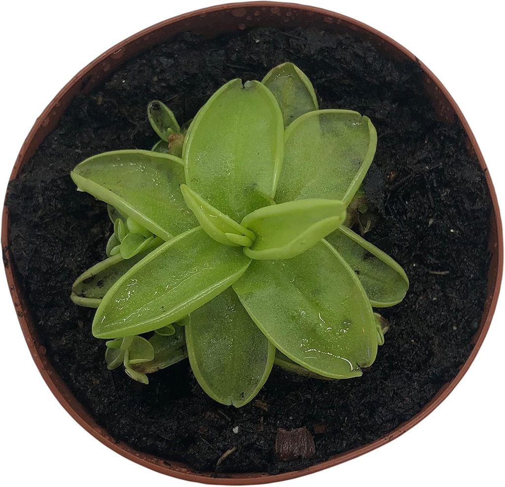 Carnivorous Butterwort Plant in 2" Pot M629