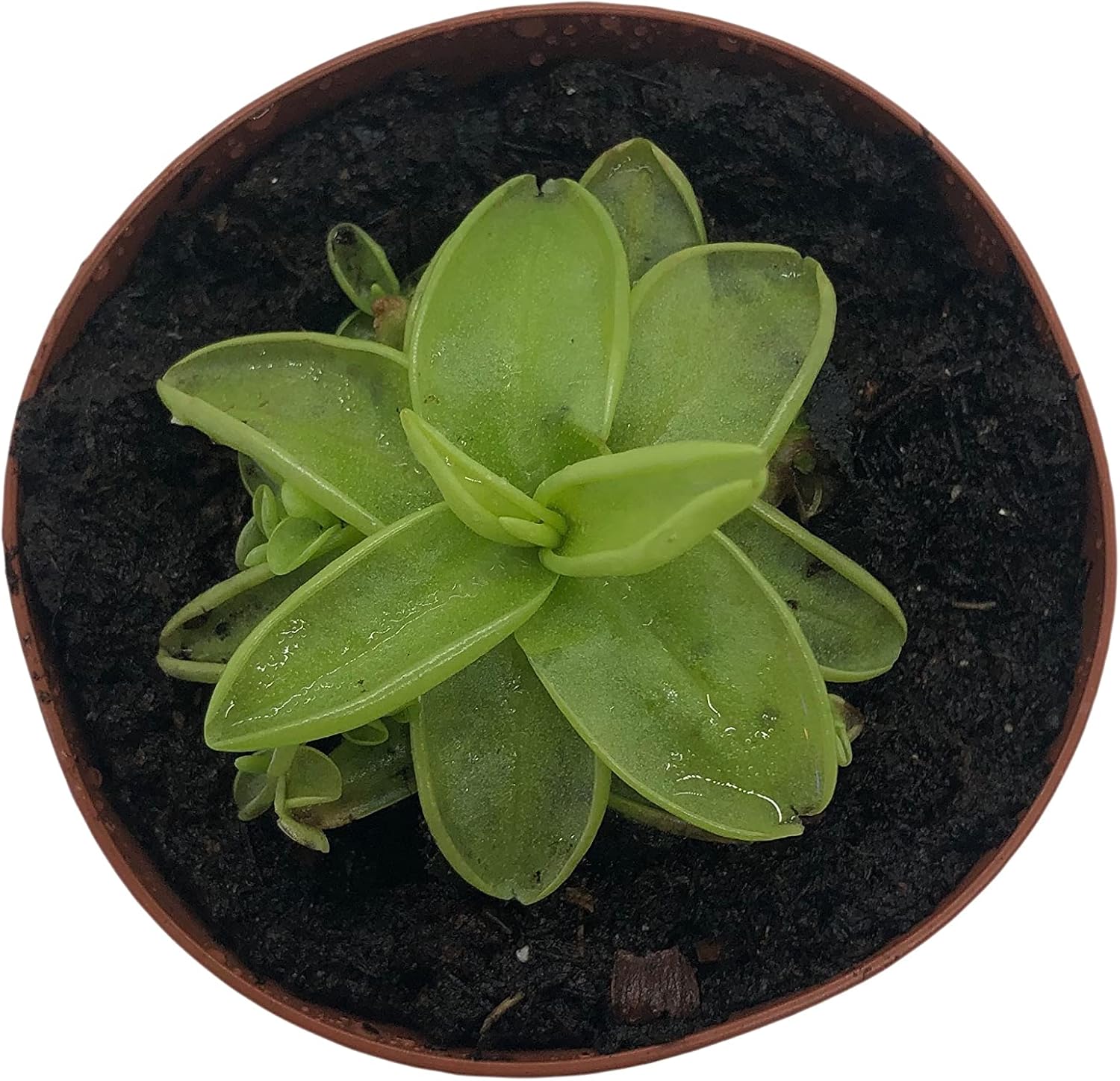 Carnivorous Butterwort Plant in 2" Pot M629