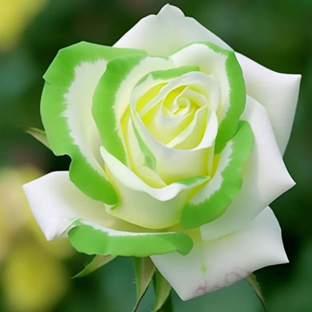 Twin Color Roses Seeds for Planting, Hybrid Green White I6068