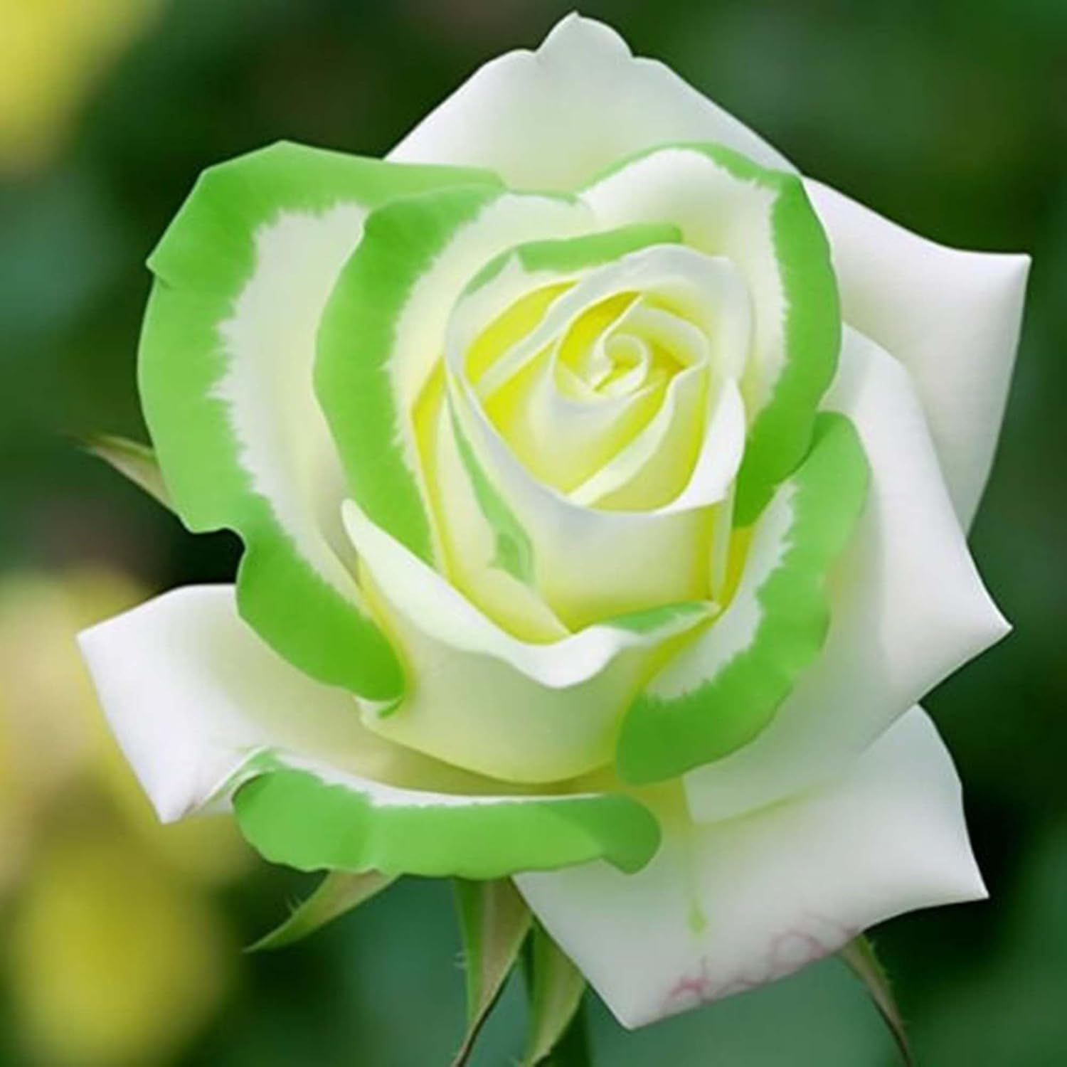 Twin Color Roses Seeds for Planting, Hybrid Green White I6068