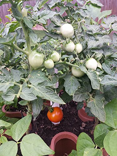 Stackable Vertical Planters for Strawberry, Tomato, Pepper Q22352