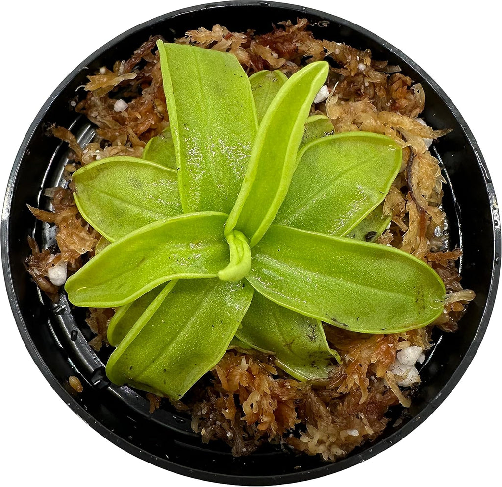 Carnivorous Butterwort Plant in 3" Pot W464