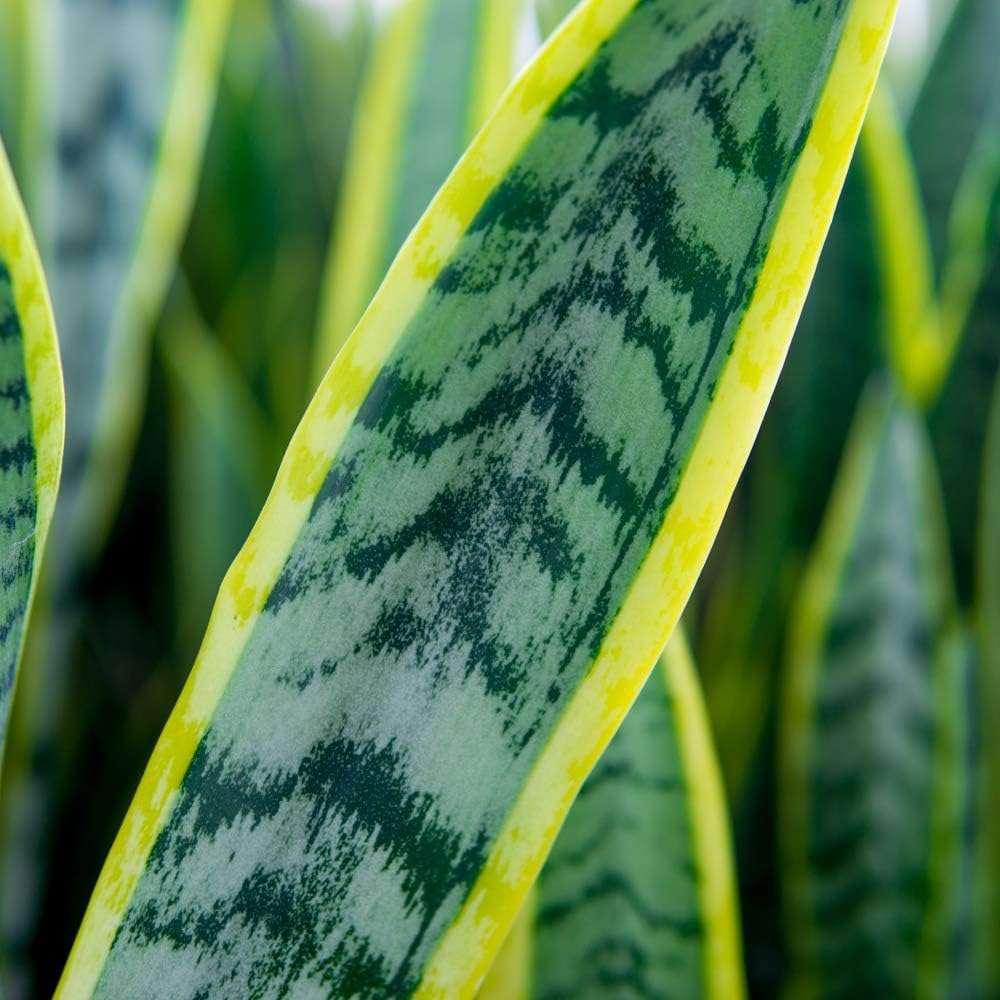Snake Plant Sansevieria 16in Tall in 6in Grower's Pot T31398