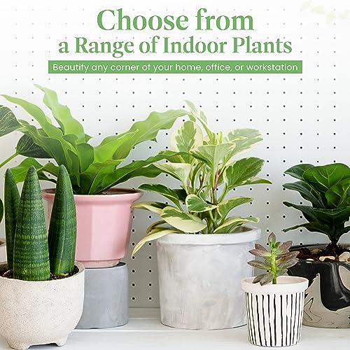 Peace Lily Live Plant, 6-Inch Pot, Indoor Air Purifier U86597