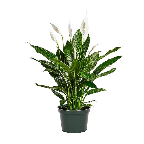 American Plant Exchange Spathiphyllum Flower Bunch Peace Lily Easy Care Live Plant, 6-Inch Pot, Top Indoor Air Purifier, Green Peace Lily