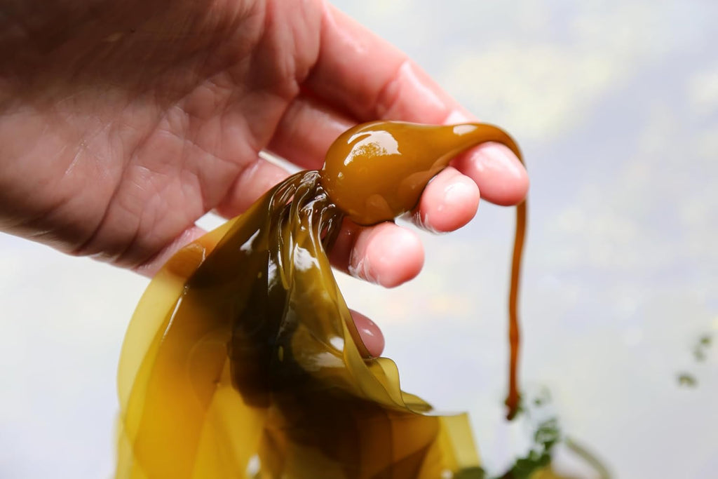 Organic Liquid Kelp Fertilizer for Indoor & Outdoor Plants Q9293
