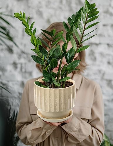 Ceramic Plant Pots 6 inch with Drainage Hole and Saucer, Set of 2, Creamy White K14152