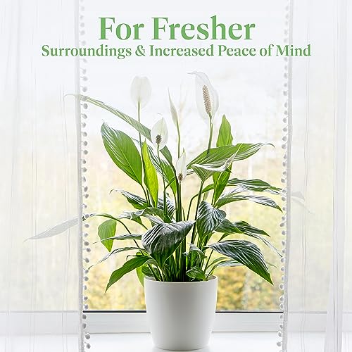Peace Lily Live Plant, 6-Inch Pot, Indoor Air Purifier U86597