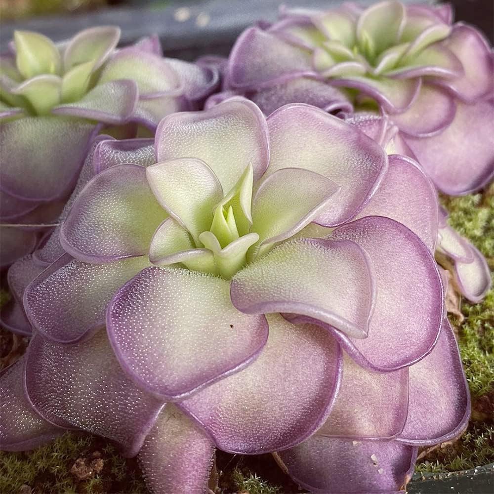 Mexican Butterwort Carnivorous Plant Seeds N780477