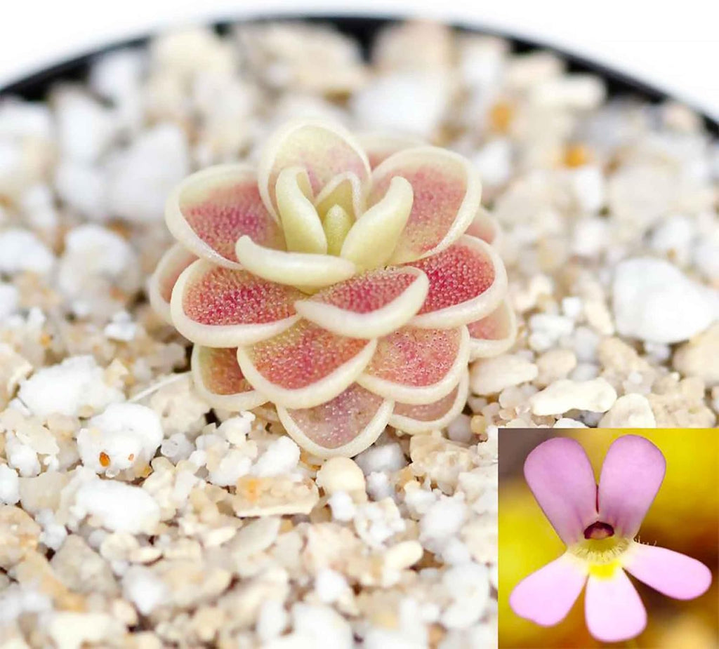 Mexican Butterwort Carnivorous Plant Seeds for Home Garden Q818