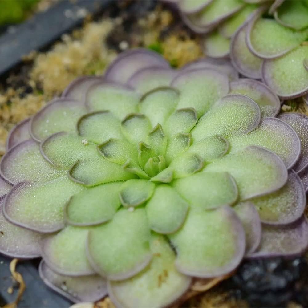 Mexican Butterwort Carnivorous Plant Seeds N780477