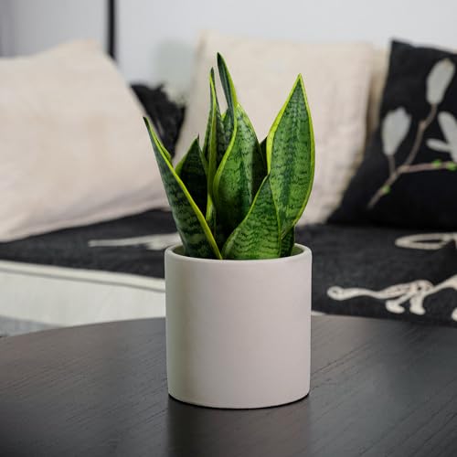 5 Inch Cement Planters for Indoor Plants with Drainage Hole, Gray P73637